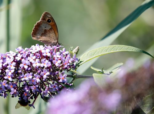 One butterfly sucking the nectar of the flowers of a Buddleia (Buddleja alternifolia)